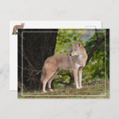 Carte postale Coyote Jolie (Devant / Derrière)