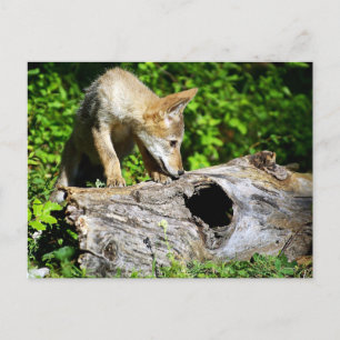 Carte Postale Coyote Pup - Qu'y a-t-il dans ce journal ?