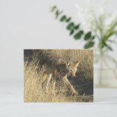 Carte Postale Coyote R14 en marche (Debout devant)