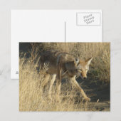 Carte Postale Coyote R14 en marche (Devant / Derrière)