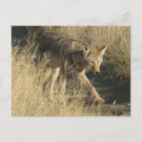 Coyote R14 en marche