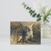 Carte Postale Coyote R18 couché (Debout devant)