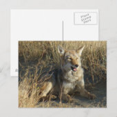 Carte Postale Coyote R18 couché (Devant / Derrière)