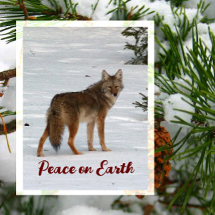 Carte postale Coyote Solitaire dans la Neige, Paix
