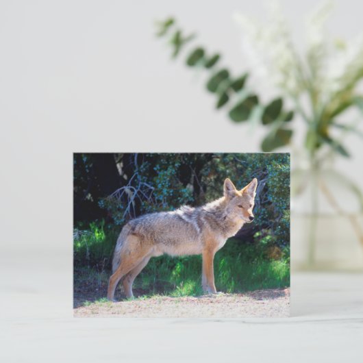 Carte Postale Coyote Stand le long d'une route (Debout devant)