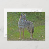 Carte Postale Coyote (vue latérale) (Devant / Derrière)