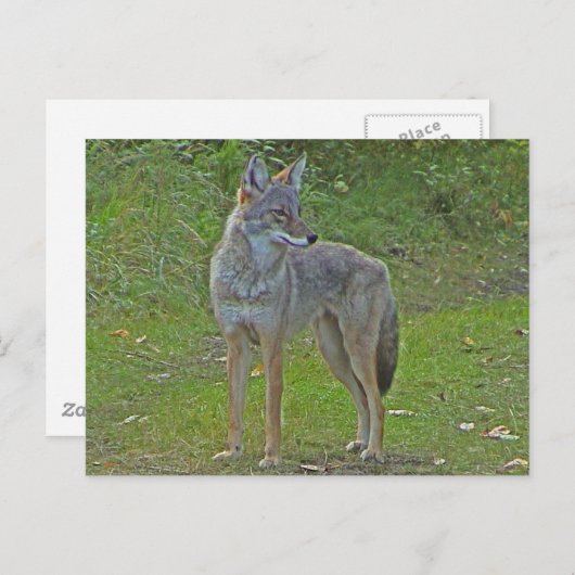 Carte Postale Coyote (vue latérale) (Devant / Derrière)