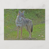 Carte Postale Coyote (vue latérale) (Devant)