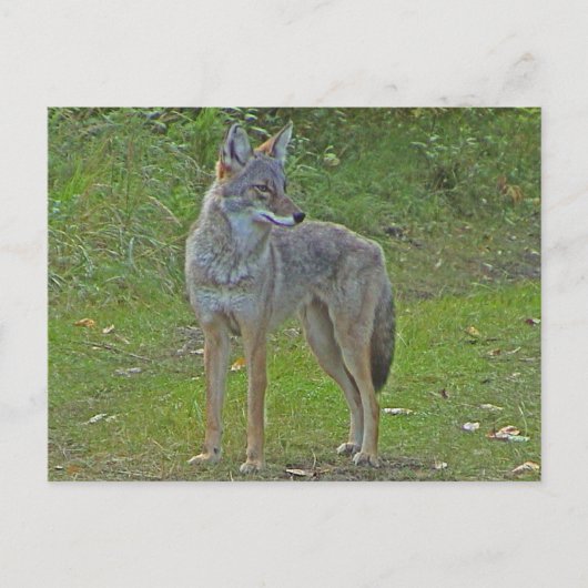Carte Postale Coyote (vue latérale) (Devant)