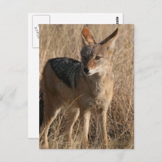 Carte postale Coyotes bébé (Devant / Derrière)