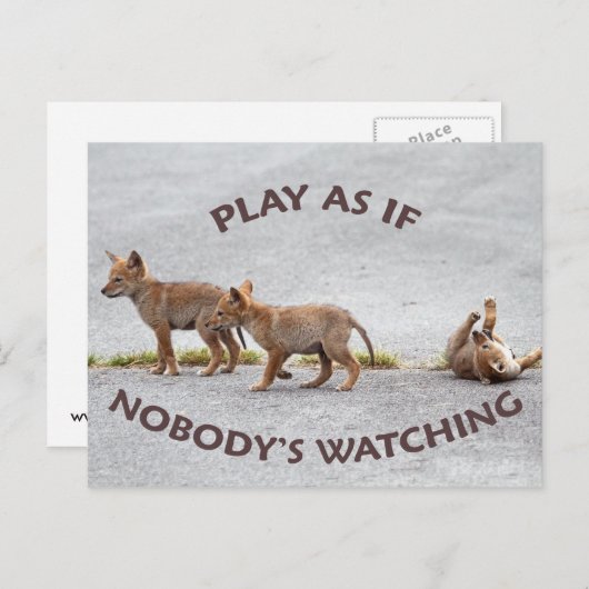 Carte Postale Coyotes de bébé jouant (Devant / Derrière)
