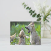 Carte Postale Coyotes pour bébés (Debout devant)