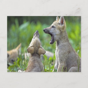 Carte Postale Coyotes pour bébés