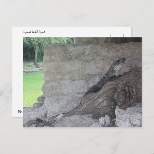 Carte Postale Cozumel Lizard (Devant / Derrière)