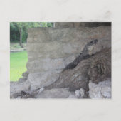 Carte Postale Cozumel Lizard (Devant)