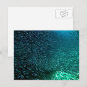 Carte Postale Cozumel Mexique (Devant / Derrière)