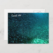 Carte Postale Cozumel Mexique (Devant / Derrière)