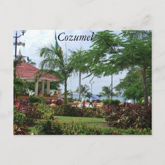 Carte Postale Cozumel Tropical Palm Tree (Devant)