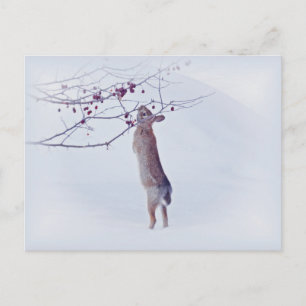 Carte Postale Crabapple Bunny - Lapin