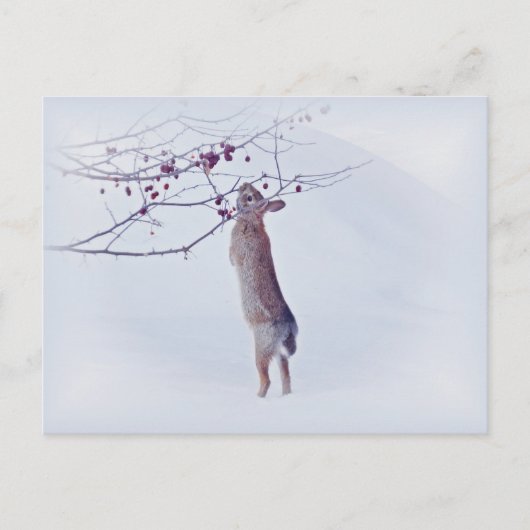 Carte Postale Crabapple Bunny - Lapin (Devant)