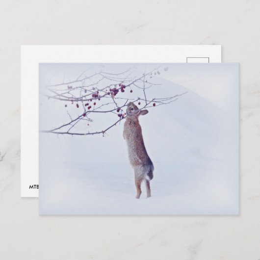 Carte Postale Crabapple Bunny - Rabbit (Devant / Derrière)