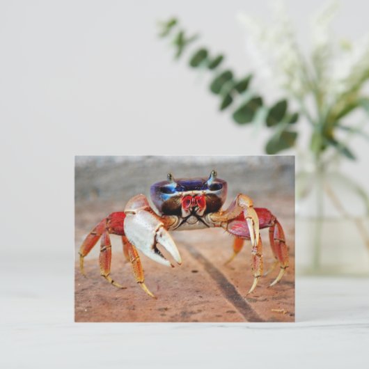 Carte Postale Crabe (Debout devant)