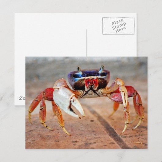 Carte Postale Crabe (Devant / Derrière)