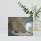 Carte Postale Crabe à fer à cheval, #1 (Debout devant)