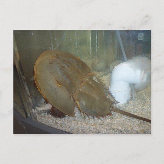 Carte Postale Crabe à fer à cheval, #1 (Devant)