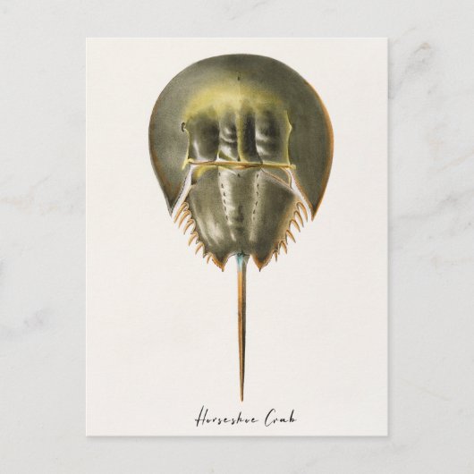 Carte Postale Crabe à fer à cheval, Arthropode, James Ellsworth (Devant)