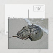 Carte Postale Crabe à fer à cheval - mâle (Devant / Derrière)