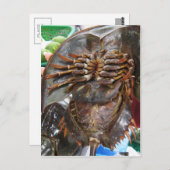 Carte Postale Crabe à fer à cheval ... Restauration asiatique th (Devant / Derrière)