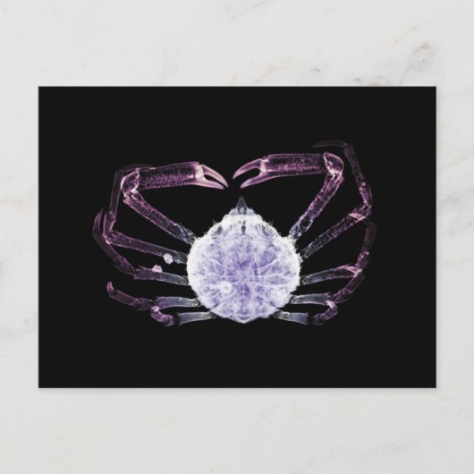 Carte Postale Crabe à rayons X (Devant)