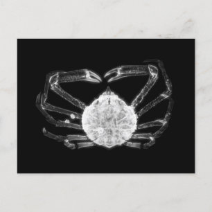 Carte Postale Crabe à rayons X