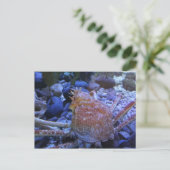 Carte Postale Crabe-araignée japonaise (Debout devant)