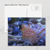 Carte Postale Crabe-araignée japonaise (Devant / Derrière)