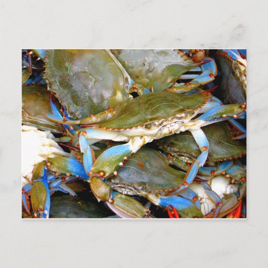 Carte Postale Crabe bleu (Devant)