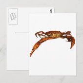 Carte Postale Crabe bleu du Maryland (Devant / Derrière)