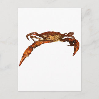 Carte Postale Crabe bleu du Maryland