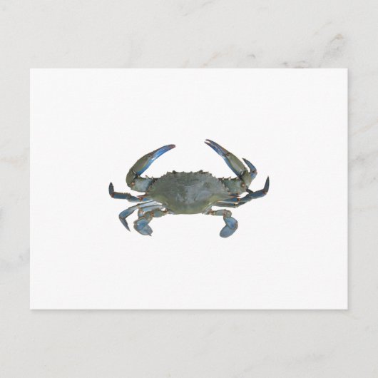 Carte Postale Crabe bleu "Jimmy" (Devant)