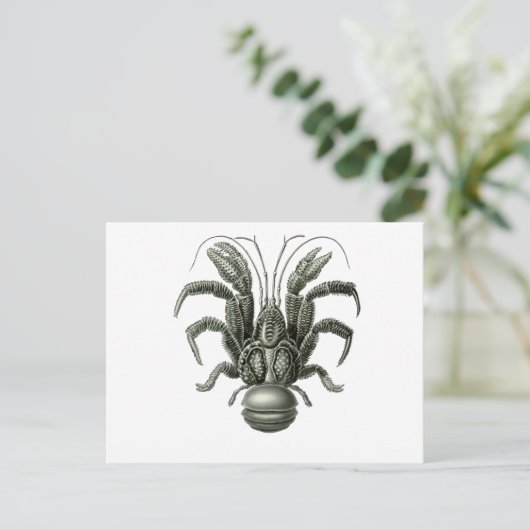 Carte Postale Crabe de coco (Debout devant)