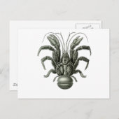 Carte Postale Crabe de coco (Devant / Derrière)