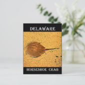 Carte Postale Crabe de fer à cheval du Delaware (Debout devant)