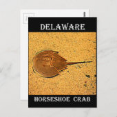 Carte Postale Crabe de fer à cheval du Delaware (Devant / Derrière)
