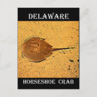 Crabe de fer à cheval du Delaware