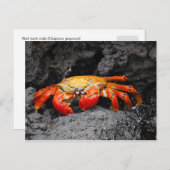 Carte Postale Crabe de roche rouge (Grapsus grapsus) (Devant / Derrière)