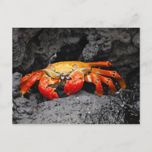 Carte Postale Crabe de roche rouge (Grapsus grapsus)