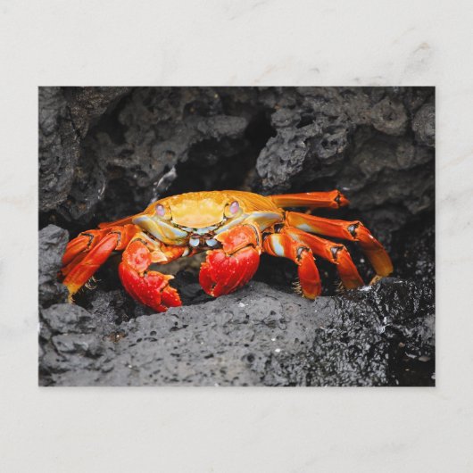 Carte Postale Crabe de roche rouge (Grapsus grapsus) (Devant)