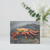 Carte Postale Crabe de Sally Lightfoot (Debout devant)