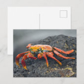 Carte Postale Crabe de Sally Lightfoot (Devant / Derrière)